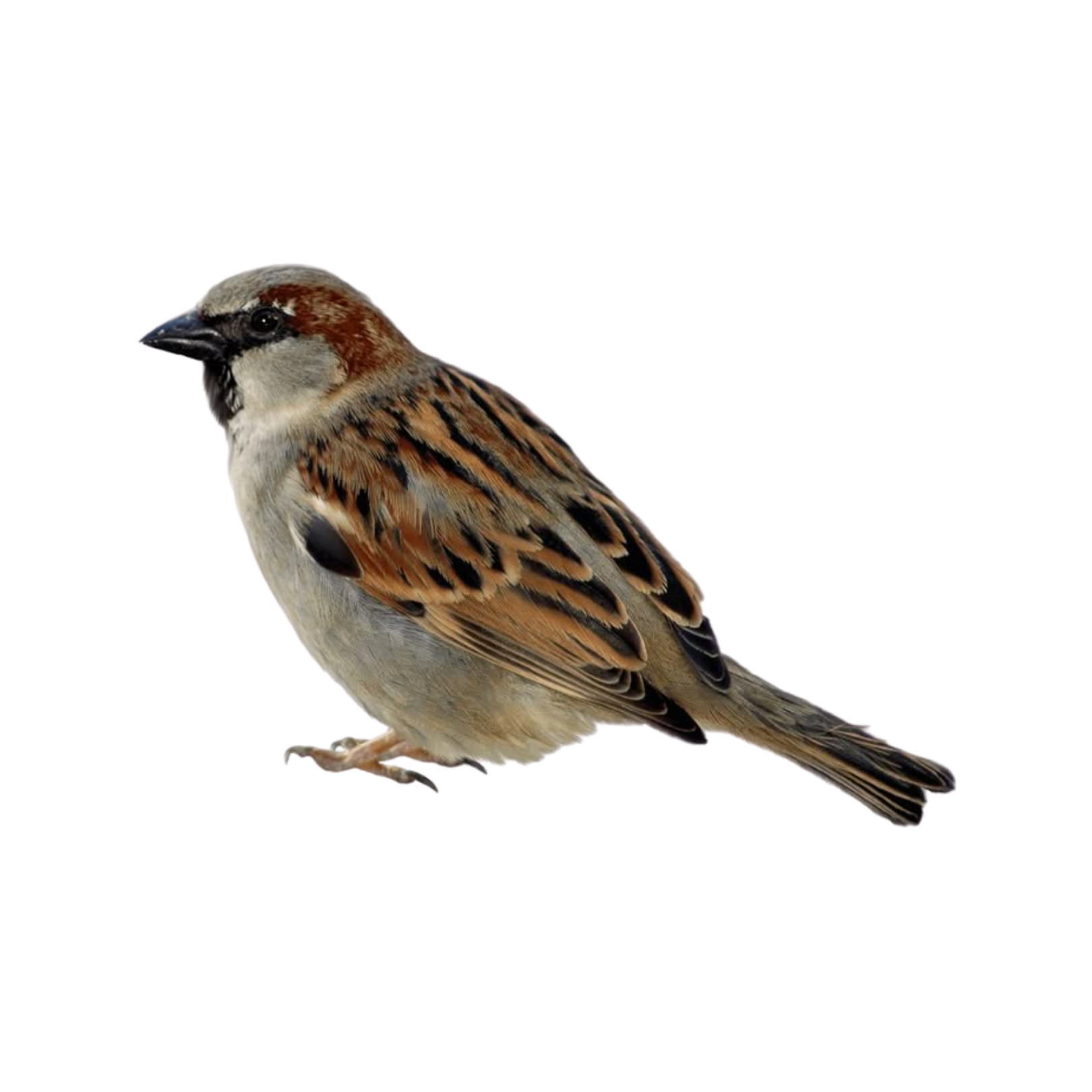 little birdie